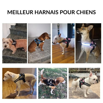 Mood™ Harnais pour chien anti-étranglement personnalisé